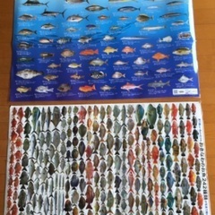 沖縄の魚たち　ポスター　A 1サイズ