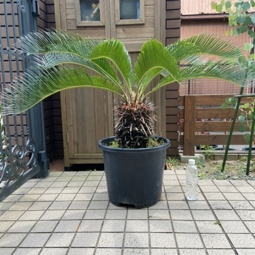 蘇轍(大) | apeepr.com.br