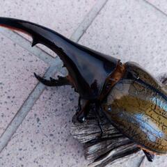 値下げしました  ヘラクレスオオカブト161mm♂単品