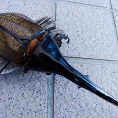 値下げしました  ヘラクレスオオカブト161mm♂単品