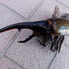 値下げしました  ヘラクレスオオカブト161mm♂単品