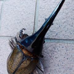 値下げしました  ヘラクレスオオカブト161mm♂単品