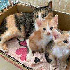 保護猫親子♪人馴れしているママと女の子の子猫2匹