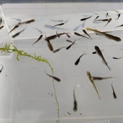 メダカ＆飼育道具いろいろ全部