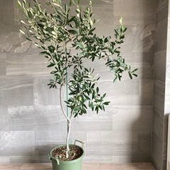 【最終値下げ】オリーブ 観葉植物 10年樹 