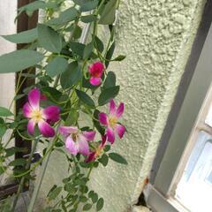 【値下げ】つるバラ　パルフェタムール　四季咲き　小輪　支柱　鉢付き