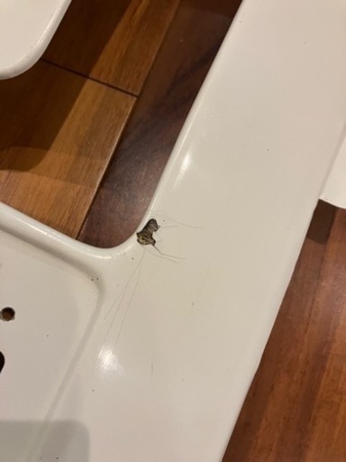 サニトラ フロントパネル