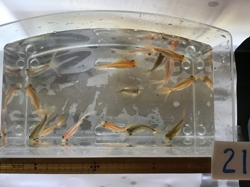 6rfpi4cyhgg8qm 6rfpi4cyhgg8qm