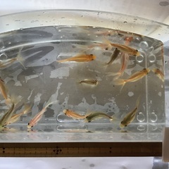 Ｎo.21 ミックスの金魚　15匹セット