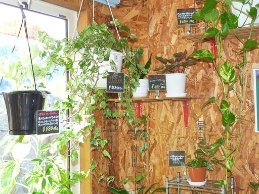 観葉植物専門店 Pobee 一つ一つ愛情を込めた 観葉植物 多肉植物 の販売中です 観葉植物 Pobee 札幌 のその他の無料広告 無料掲載の掲示板 ジモティー