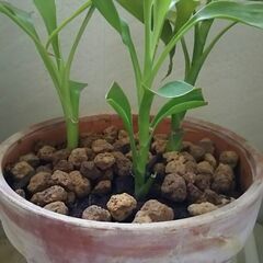 観葉植物　ドラセナ