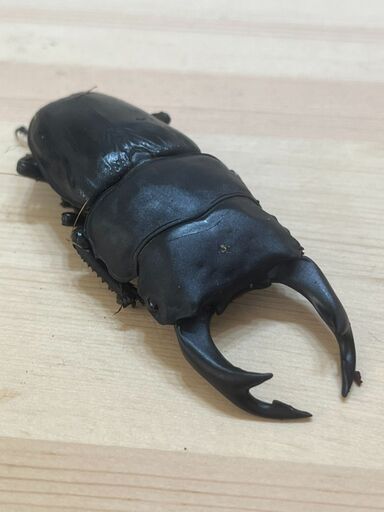 ペア　能勢ＳＲ　♂81.2mm　♀53.8mm