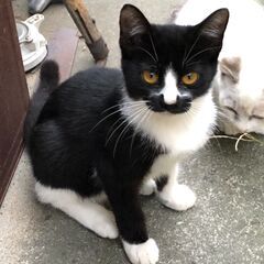 上里町から 6月生まれの子猫です