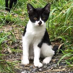 上里町から 6月生まれの子猫です