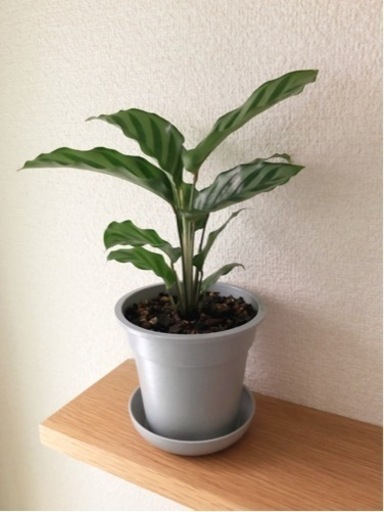 観葉植物　カラテア①　27cm　グレーカラーの3.5号の鉢と受け皿付き