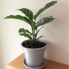 観葉植物　カラテア①　27cm　グレーカラーの3.5号の鉢と受け皿付き