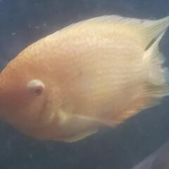 熱帯魚　古代魚オマケ付き激安