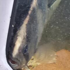 熱帯魚　古代魚オマケ付き激安