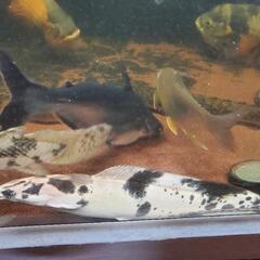 熱帯魚　古代魚オマケ付き激安