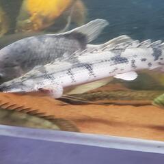 熱帯魚　古代魚オマケ付き激安