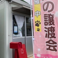 糸島保護猫譲渡会