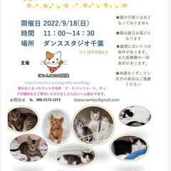 保護猫譲渡会:ダンススタジオ千葉9/18