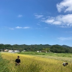稲刈りはざかけ体験 − 愛知県