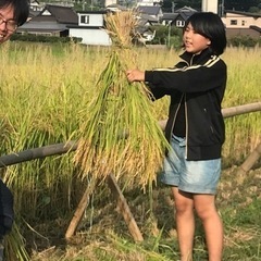 お米の収穫体験 − 愛知県
