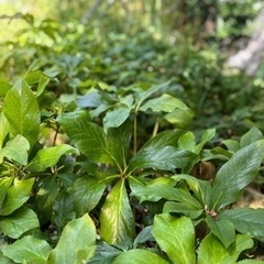 無料  ⑧鉢植え、植木など