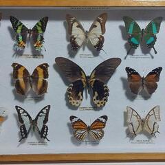 蝶　標本セット