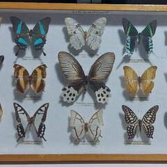 蝶　標本セット