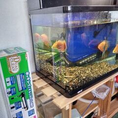 取りに来れる方、半額にします！　水槽、熱帯魚一式　レッドスポット...