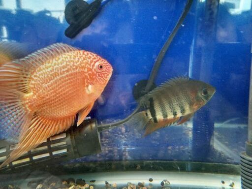 取りに来れる方、半額にします！　水槽、熱帯魚一式　レッドスポットゴールデンセベラム他