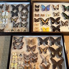 断捨離　本物の蝶の標本　合計7つ（一つ1000円）