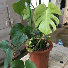 観葉植物　ヒメモンステラ