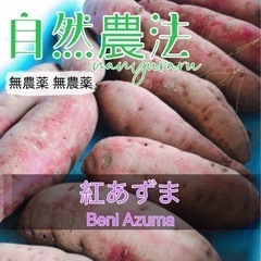 自然栽培〚細芋〛紅あずま2kg