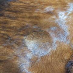 （最終値下げ）カウラグ特大