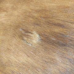 （最終値下げ）カウラグ特大