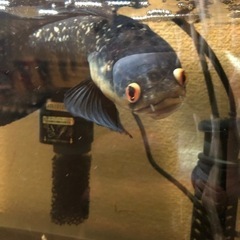 チャンナメラノプテルス、セネガルス、エンドリケリー、セルフィンプレコ