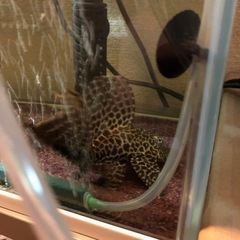 チャンナメラノプテルス、セネガルス、エンドリケリー、セルフィンプレコ