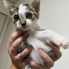 甘えん坊な仔猫です