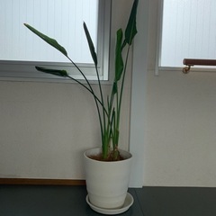 観葉植物　オーガスタ 130cm