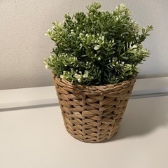 【取引決定】IKEA 観葉植物