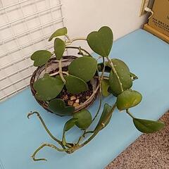 観葉植物　ハートホヤ