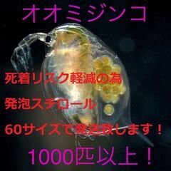 【ネット決済・配送可】★全国発送可　オオミジンコ　1000匹以上...