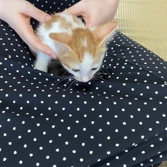 保護猫の赤ちゃん　 - 長浜市