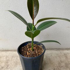 【観葉植物】ゴムの木　フィカス　４号鉢