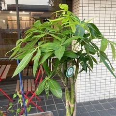 観葉植物(パキラ)