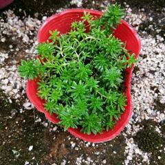 モリムラマンネングサ　セダム　多肉　植物　苗　花