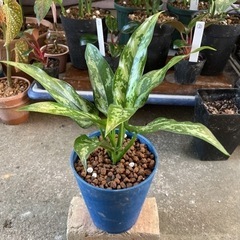 Aglaonema  Maria アグラオネマ・マリア  迷彩 ...